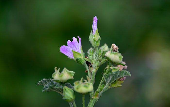 Malva neglecta, Common Mallow